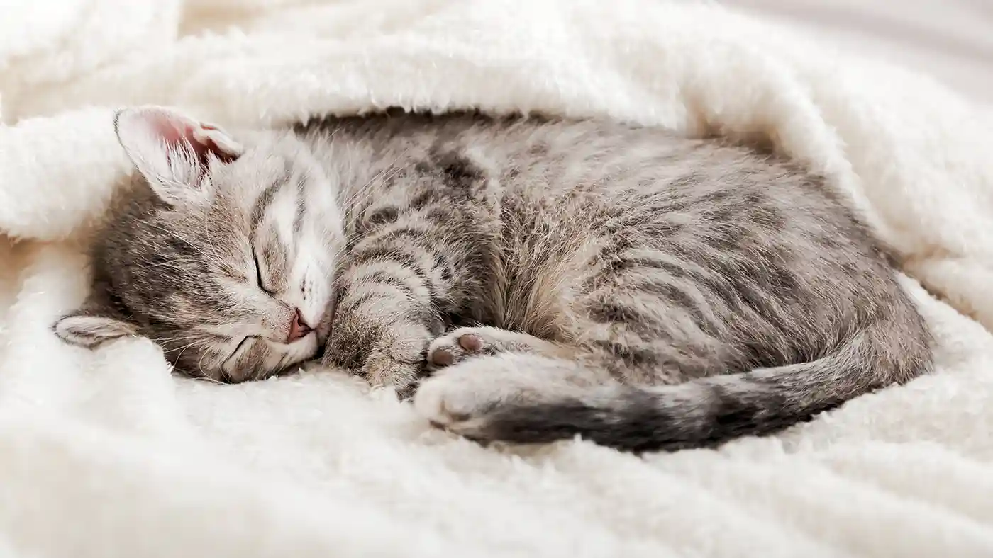 Pet Cube Kitten Sleeping