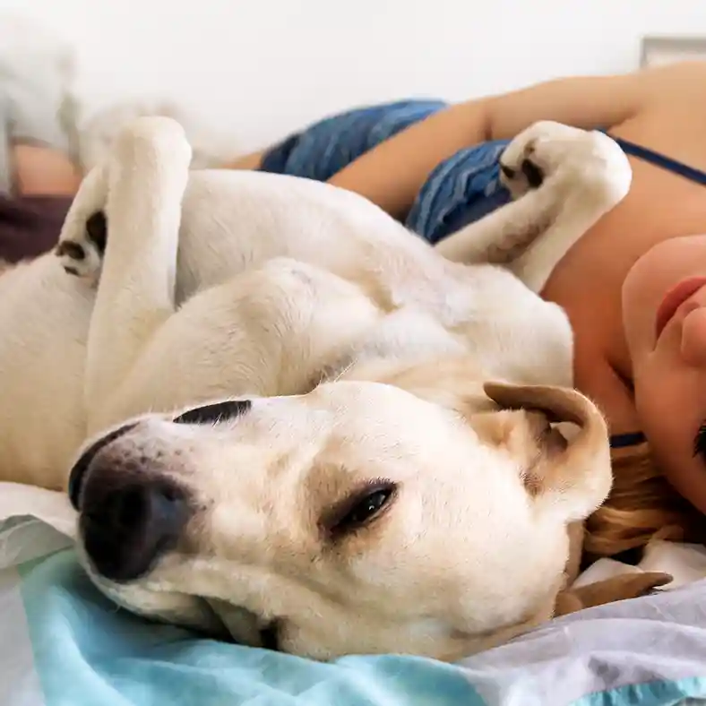 Calm Cube Pet Large Dog Woman Sleeping