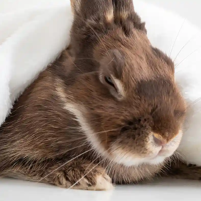 Calm Cube Pet Sleepy Bunny